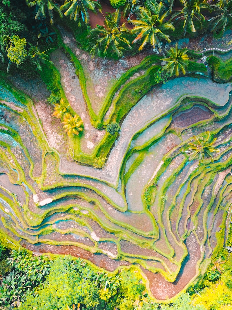 Bali rice terraces aerial